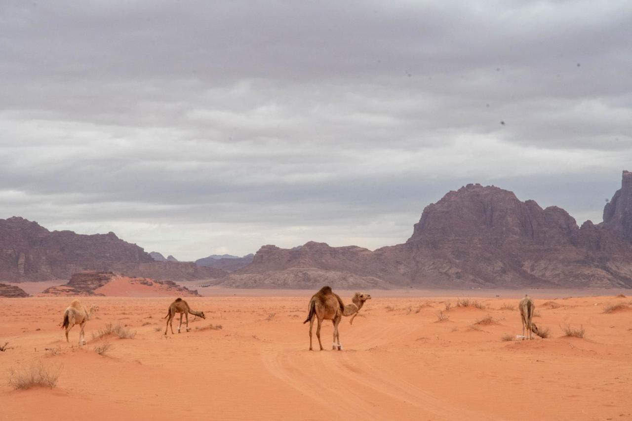 Wadi Rum Nights Zewnętrze zdjęcie